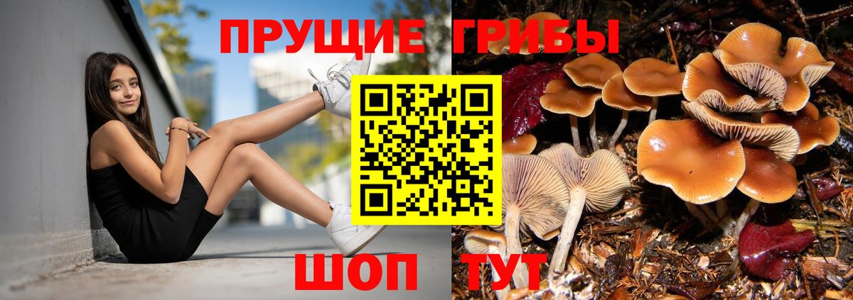 Псилоцибиновые грибы Psilocybine cubensis  Вход с VPN  Псилоцибиновые грибы Cubensis  Кузнецк 